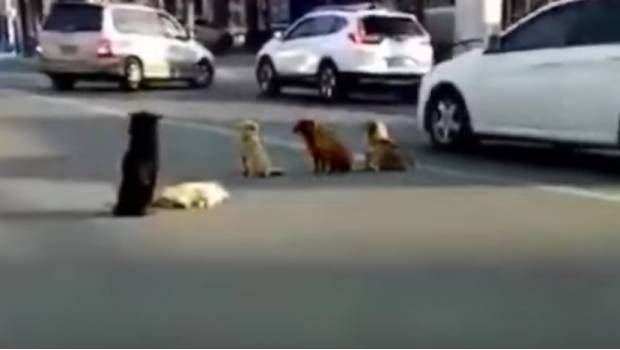 Perros callejeros ofrecen respeto a un compañero muerto de su manada (VIDEO). Noticias en tiempo real