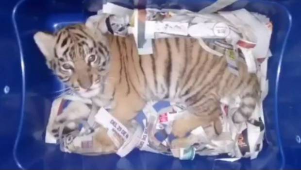 Rescatan cachorro de tigre de bengala en Tlaquepaque; pretendían enviarlo por paquetería. Noticias en tiempo real