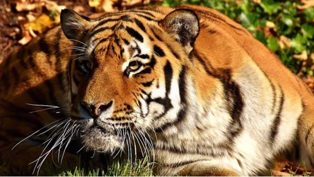 VIDEO: Alguien quiso enviar un tigre por medio de paquetería. Noticias en tiempo real