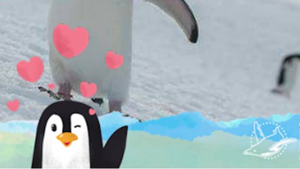 Greenpeace invita a 'ponerte romántico' con los pingüinos. Noticias en tiempo real