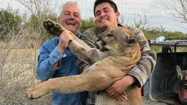 “Tenemos un pinche leonsote”: Presumen caza de puma (VIDEO). Noticias en tiempo real