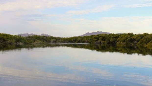 Buscan proteger 28,884 hectáreas de manglar para mitigar el cambio climático. Noticias en tiempo real