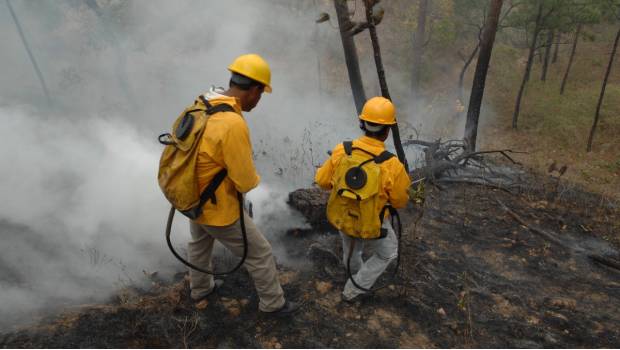 Registran 7 incendios forestales en Chiapas. Noticias en tiempo real
