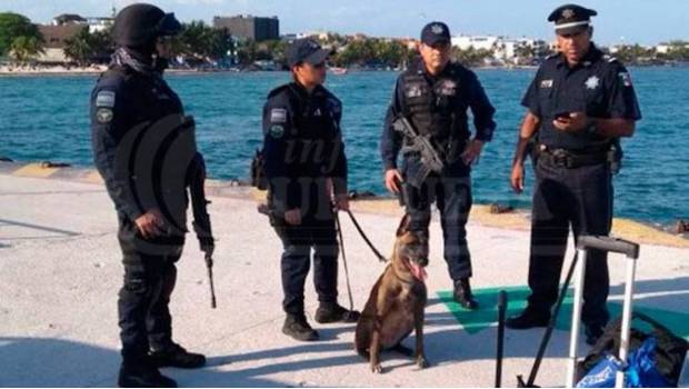 Agentes de la PF y binomios caninos refuerzan seguridad en muelles de Quintana Roo. Noticias en tiempo real