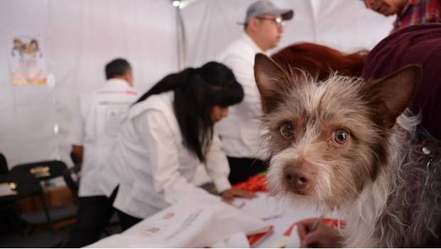 Llama Gobierno de Sonora a vacunar a mascotas. Noticias en tiempo real