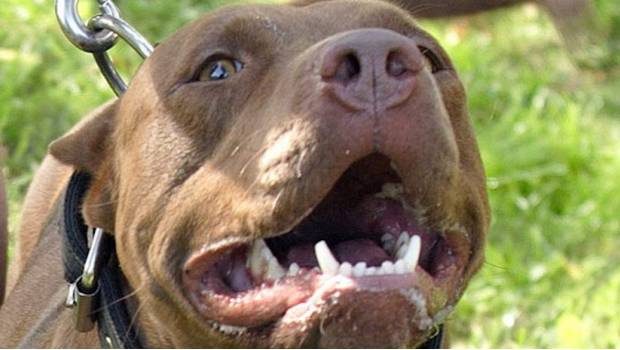Atacan perros Pitbull a menor de edad dentro de su domicilio