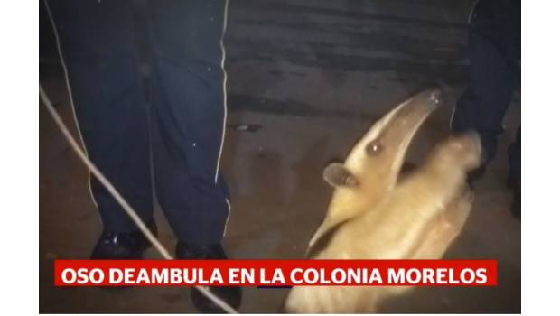 Rescatan oso hormiguero en calles de la CDMX. Noticias en tiempo real