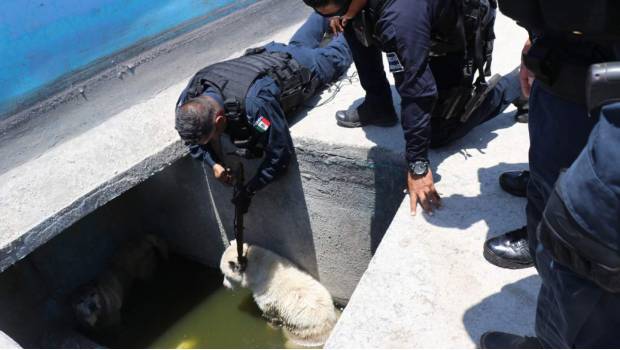 Rescatan policías de Culiacán a dos perros de una fosa de agua. Noticias en tiempo real