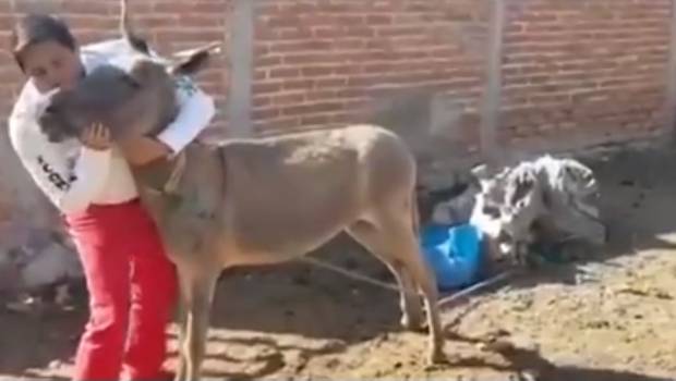 VIDEO: candidato a diputado del PRI baila con burro en busca de votos. Noticias en tiempo real