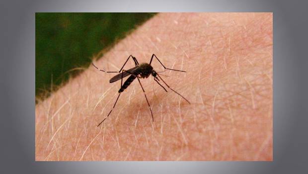 El mosquito del amor. Noticias en tiempo real