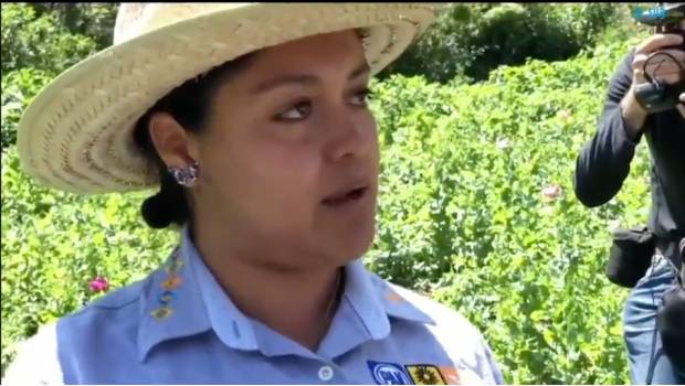 Candidata a diputada local de Guerrero buscará legalización de la amapola. Noticias en tiempo real