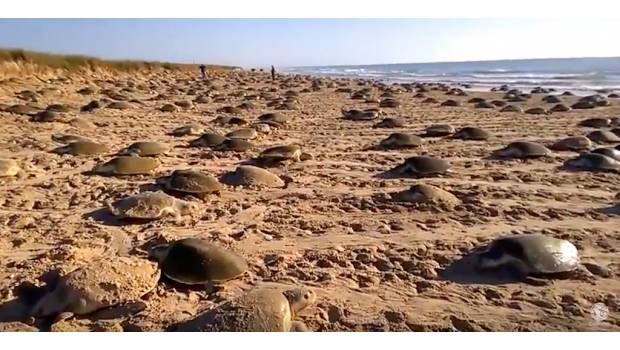 Arriban más de 8 mil tortugas a santuario de Tamaulipas. Noticias en tiempo real