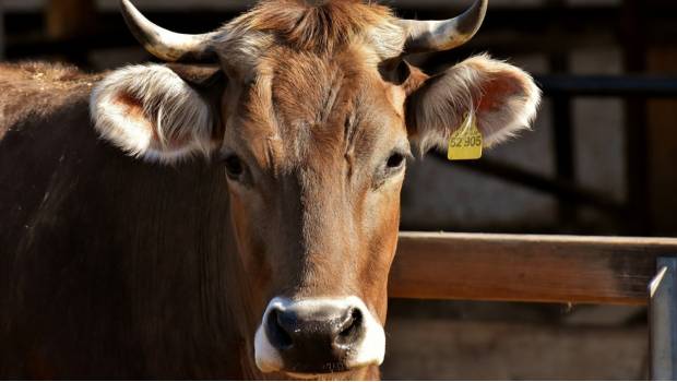 Vaca es condenada a muerte por cruzar la frontera europea