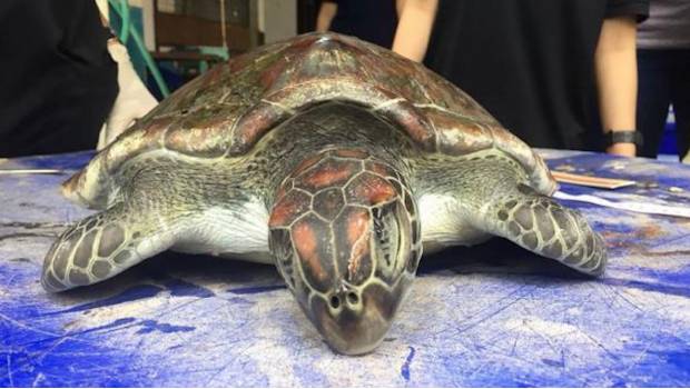Los plásticos toman una nueva víctima, esta vez fue una enorme tortuga verde. Noticias en tiempo real