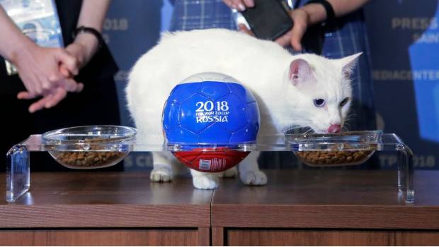 El gato Aquiles pronostica que Rusia ganará en primer enfrentamiento mundialista. Noticias en tiempo real