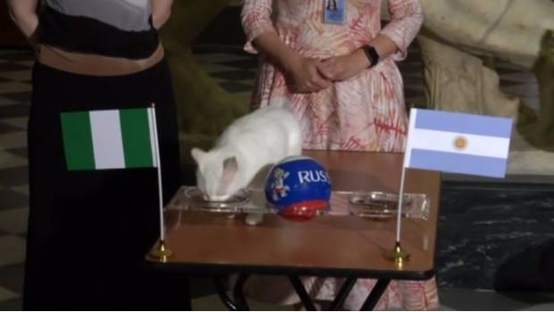 Argentina se va a casa luego de perder ante Nigeria… predice El Gato Aquiles (VIDEO). Noticias en tiempo real
