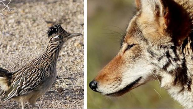 VIDEO: Coyote y correcaminos se encuentran frente a frente en la vida real. Noticias en tiempo real