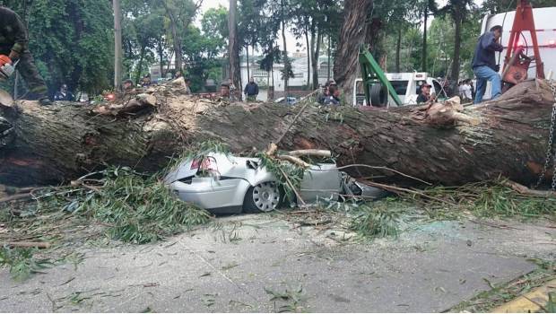 Muere familia tras desplomarse un árbol sobre su vehículo en Naucalpan. Noticias en tiempo real