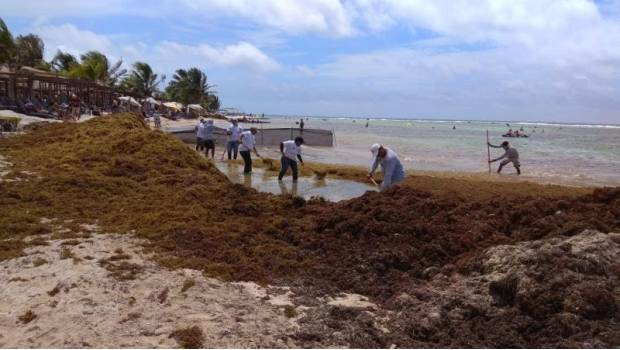Continua la limpieza de sargazo en playas de Quintana Roo. Noticias en tiempo real