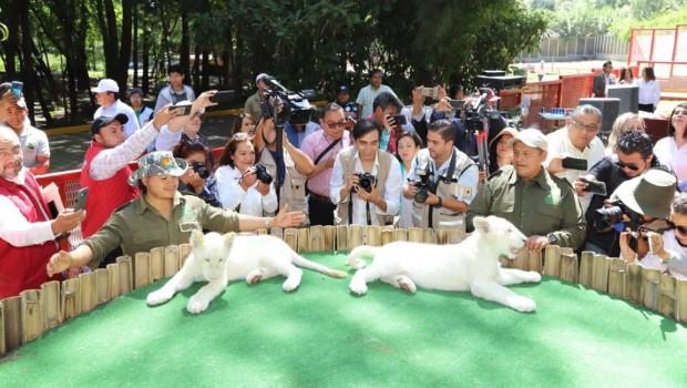 Nacen 2 crías de león blanco en Tlaxcala. Noticias en tiempo real