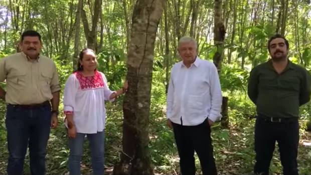 Anuncia AMLO que proyecto de sembrar árboles empezará en 2019. Noticias en tiempo real