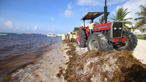 Costarán 200 mdp barreras anti-sargazo en playas de Quintana Roo. Noticias en tiempo real
