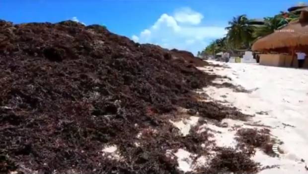 Van 70 mdp invertidos en limpia de sargazo en Quintana Roo: Pacchiano. Noticias en tiempo real