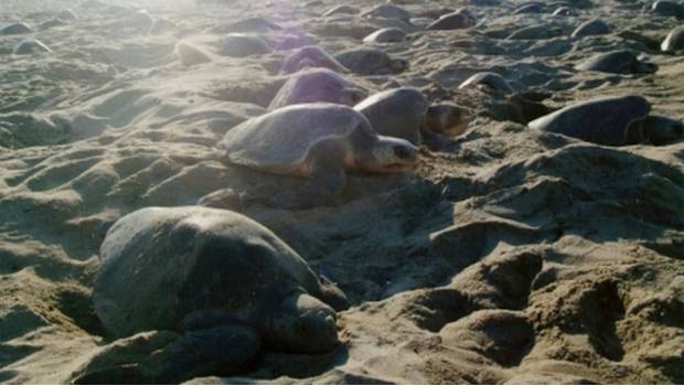 Hallan 122 tortugas muertas en playa de Chiapas. Noticias en tiempo real
