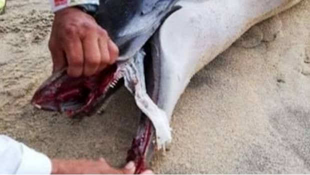 Hallan cadáver de delfín asfixiado con pañal en playa de Oaxaca. Noticias en tiempo real