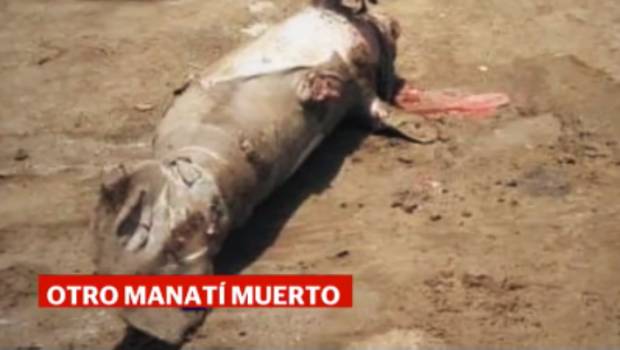 Continúan muertes de manatís en Tabasco. Noticias en tiempo real