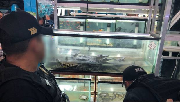 Decomisan cocodrilos y serpientes por venta ilegal en mercado de la Morelos. Noticias en tiempo real