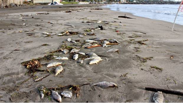 Encuentran decenas de peces muertos en Boca del Río. Noticias en tiempo real