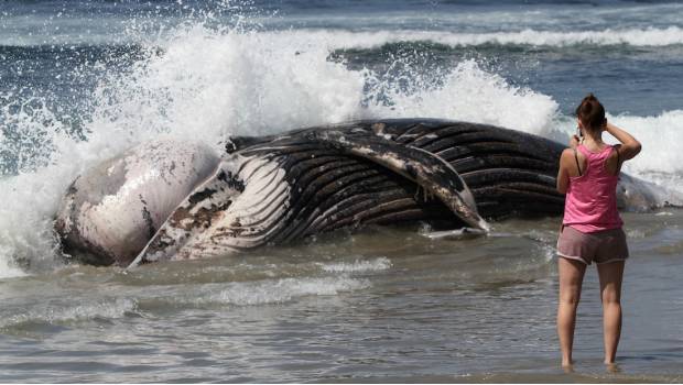 Impide Japón creación de santuario de ballenas en riesgo de extinción. Noticias en tiempo real