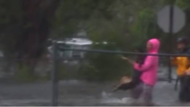 VIDEO: Reporte interrumpe transmisión para salvar a un perrito de tormenta 'Florence'. Noticias en tiempo real