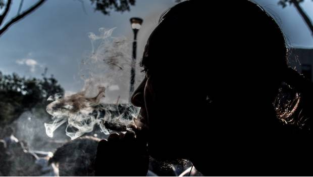 Buscan catadores de mariguana; reciben cientos de solicitudes. Noticias en tiempo real