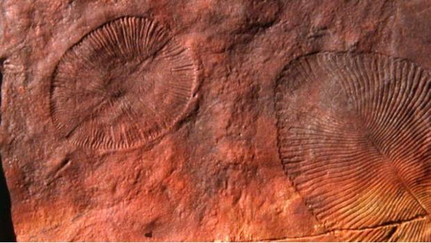 Así luce el fósil de 'Dickinsonia', el animal más antiguo que ha habitado la Tierra. Noticias en tiempo real
