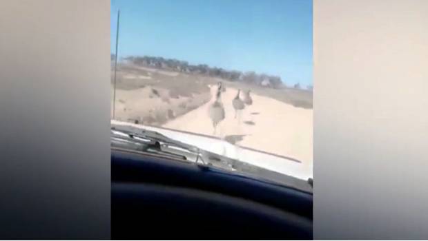 VIDEO: Arrolla intencionalmente a un grupo de aves mientras ríe a carcajadas. Noticias en tiempo real