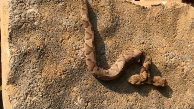 Encuentra serpiente de 2 cabezas en el jardín de su casa. Noticias en tiempo real