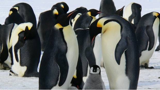 Pingüinos homosexuales 'secuestra' a la cría de otra pareja. Noticias en tiempo real