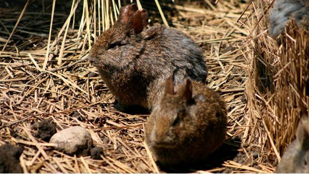 El conejo teporingo, especie mexicana, se ha extinguido. Noticias en tiempo real