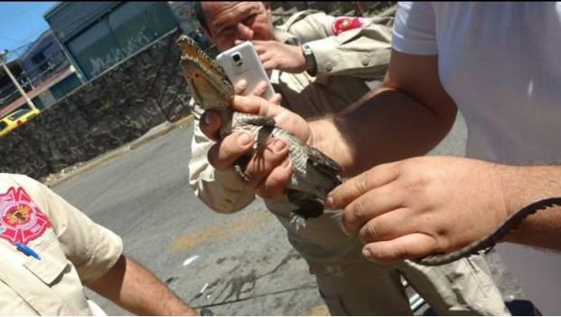 Encuentran cocodrilo en alcantarilla de Guadalajara. Noticias en tiempo real