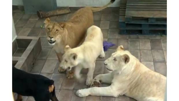 Rescatan a 3 cachorros de león que vivían en azotea en CDMX. Noticias en tiempo real