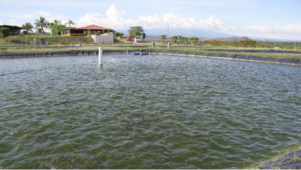 Tormenta 19-E daña 72 granjas acuícolas de Sinaloa. Noticias en tiempo real