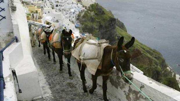 "Turistas gordos" ya no podrán pasearse en burros. Noticias en tiempo real