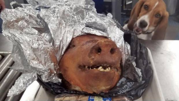 Decomisan cabeza de cerdo rostizada en aeropuerto de EU. Noticias en tiempo real