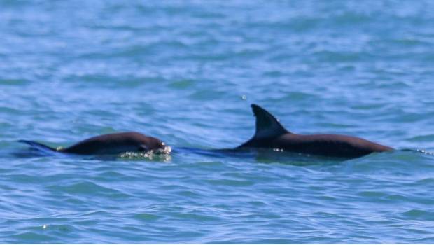 ¡Hay esperanza! Avistan en Golfo de California tres grupos de vaquitas marinas. Noticias en tiempo real