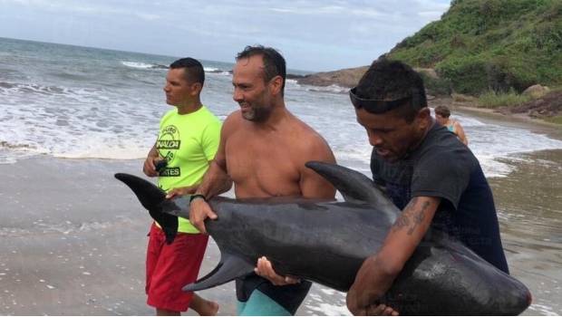Quedan varados 3 delfines en playas de Mazatlán. Noticias en tiempo real