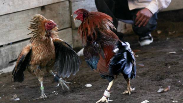 Avala SCJN prohibición de peleas de gallos en Veracruz. Noticias en tiempo real