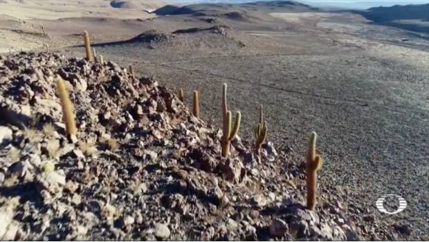 Lluvias extinguen al 85% de las especies que viven en el desierto más seco del planeta. Noticias en tiempo real