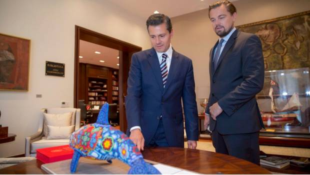 Leonardo DiCaprio no ha aportado fondos para rescate de vaquita marina. Noticias en tiempo real
